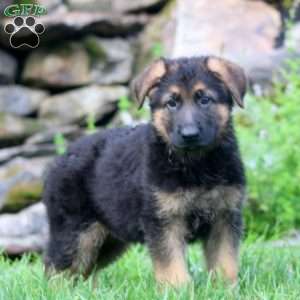 Bravo, German Shepherd Puppy