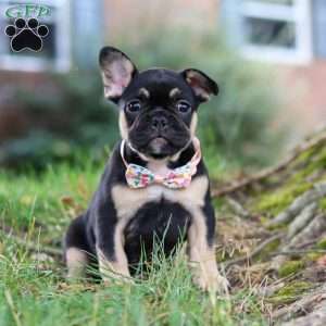 Breeze, French Bulldog Puppy