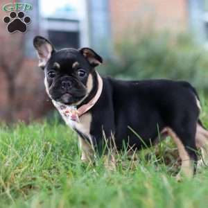Breeze, French Bulldog Puppy