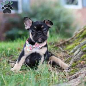 Breeze, French Bulldog Puppy
