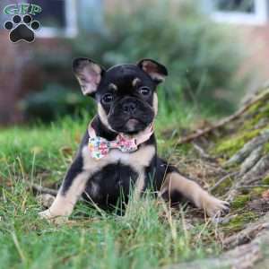 Breeze, French Bulldog Puppy
