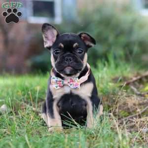 Breeze, French Bulldog Puppy