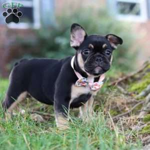 Breeze, French Bulldog Puppy