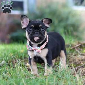 Breeze, French Bulldog Puppy