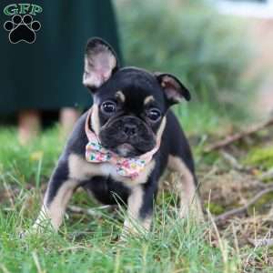 Breeze, French Bulldog Puppy