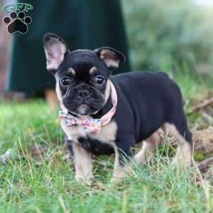 Breeze, French Bulldog Puppy