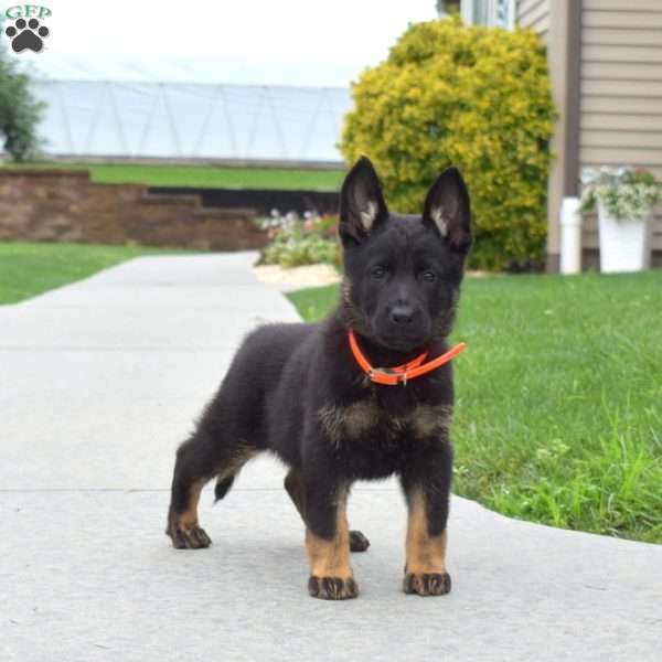 Breeze, German Shepherd Puppy