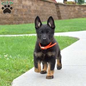Breeze, German Shepherd Puppy