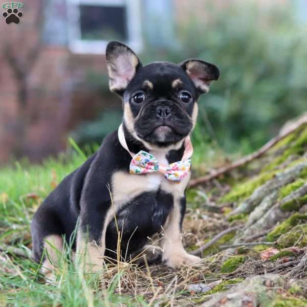 Breeze, French Bulldog Puppy
