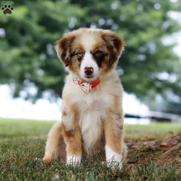 Breezy, Miniature Australian Shepherd Puppy