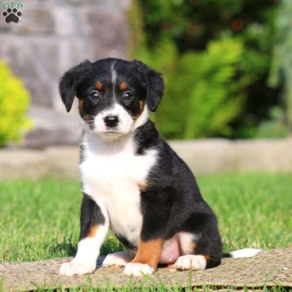 Brenda, Bernese Mountain Dog Mix Puppy