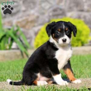 Brenda, Bernese Mountain Dog Mix Puppy