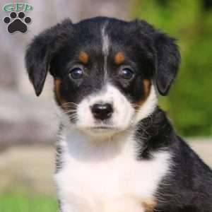 Brenda, Bernese Mountain Dog Mix Puppy