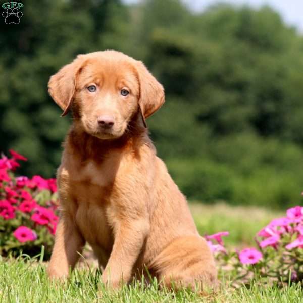 Brent, Yellow Labrador Retriever Puppy