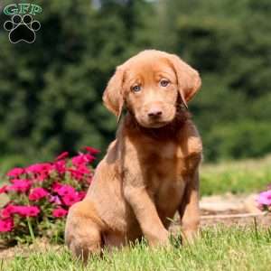 Brent, Yellow Labrador Retriever Puppy