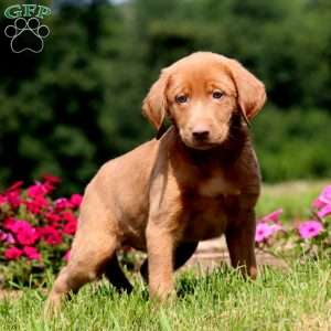 Brent, Yellow Labrador Retriever Puppy