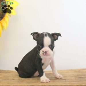 Brett, Boston Terrier Puppy