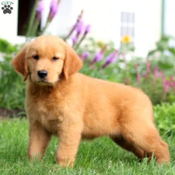 Brianna, Golden Retriever Puppy