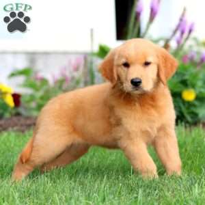 Brianna, Golden Retriever Puppy