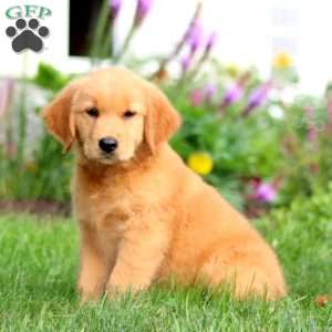Brianna, Golden Retriever Puppy