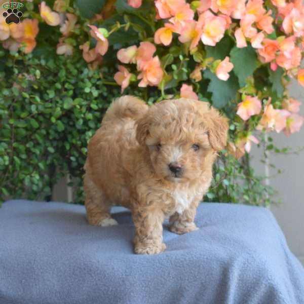 Bridget, Maltipoo Puppy