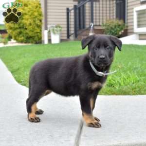 Bridget, German Shepherd Puppy