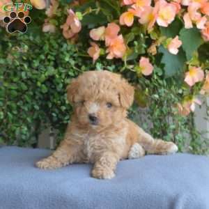 Bridget, Maltipoo Puppy