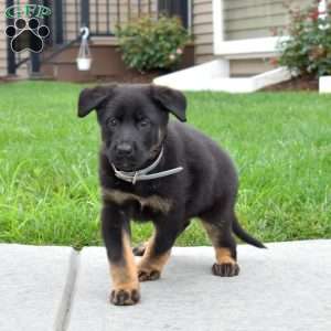 Bridget, German Shepherd Puppy