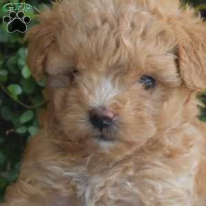 Bridget, Maltipoo Puppy