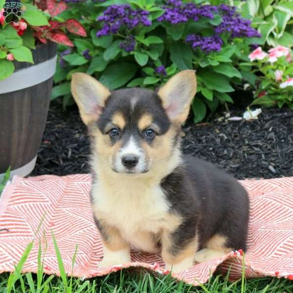 Bridgette, Pembroke Welsh Corgi Puppy