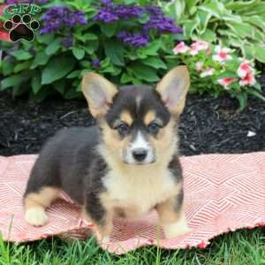 Bridgette, Pembroke Welsh Corgi Puppy