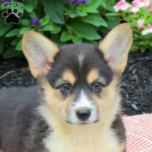 Bridgette, Pembroke Welsh Corgi Puppy