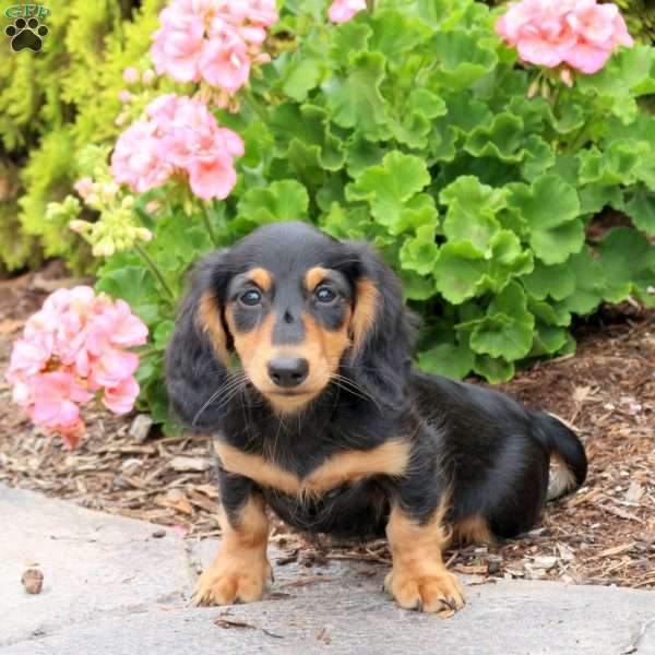 Brie-Mini, Dachshund Puppy