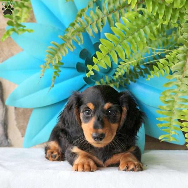 Brie-Mini, Dachshund Puppy