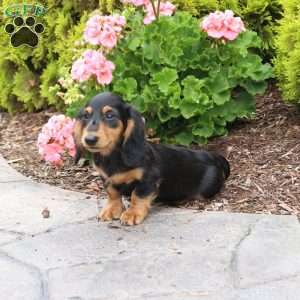 Brie-Mini, Dachshund Puppy