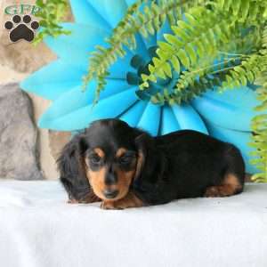 Brie-Mini, Dachshund Puppy