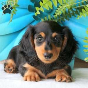 Brie-Mini, Dachshund Puppy