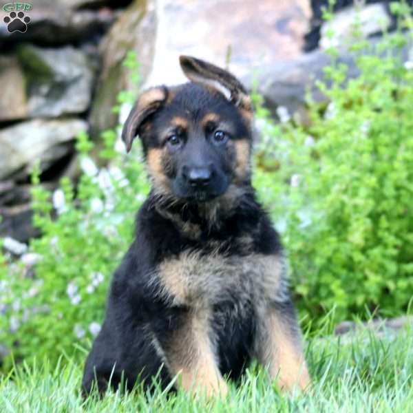 Brie, German Shepherd Puppy