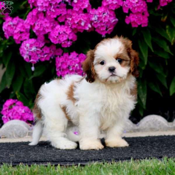 Brie, Cava-Tzu Puppy