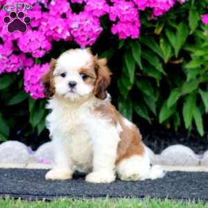 Brie, Cava-Tzu Puppy