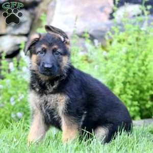 Brie, German Shepherd Puppy