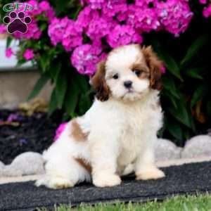 Brie, Cava-Tzu Puppy