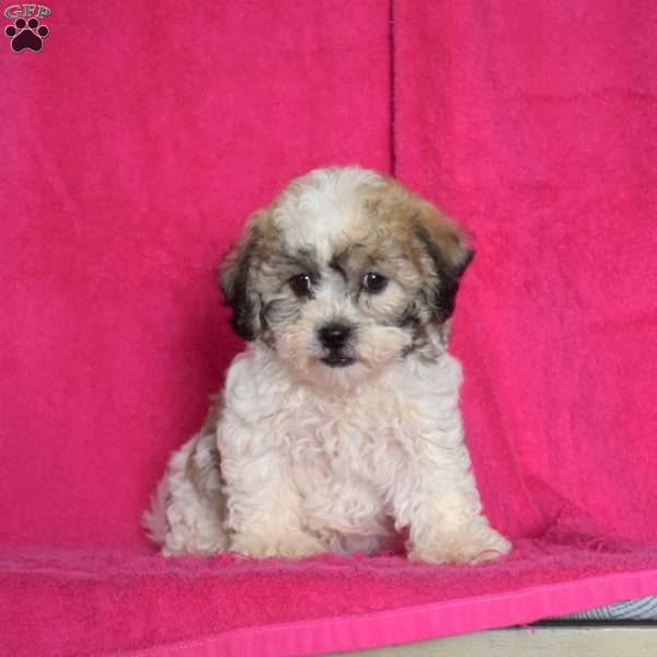 Brisket, Teddy Bear Puppy