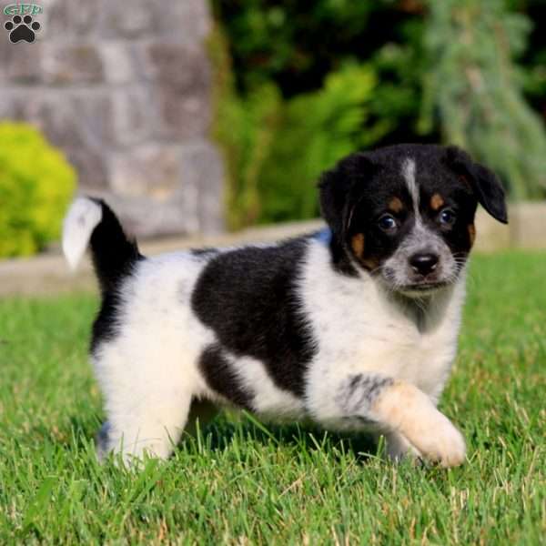 Britney, Bernese Mountain Dog Mix Puppy