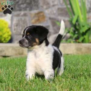 Britney, Bernese Mountain Dog Mix Puppy