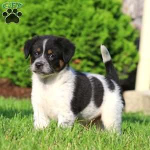 Britney, Bernese Mountain Dog Mix Puppy