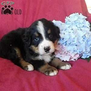 Brittany, Bernese Mountain Dog Puppy