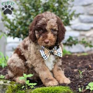 Brody, Goldendoodle Puppy