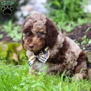 Brody, Goldendoodle Puppy