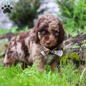 Brody, Goldendoodle Puppy